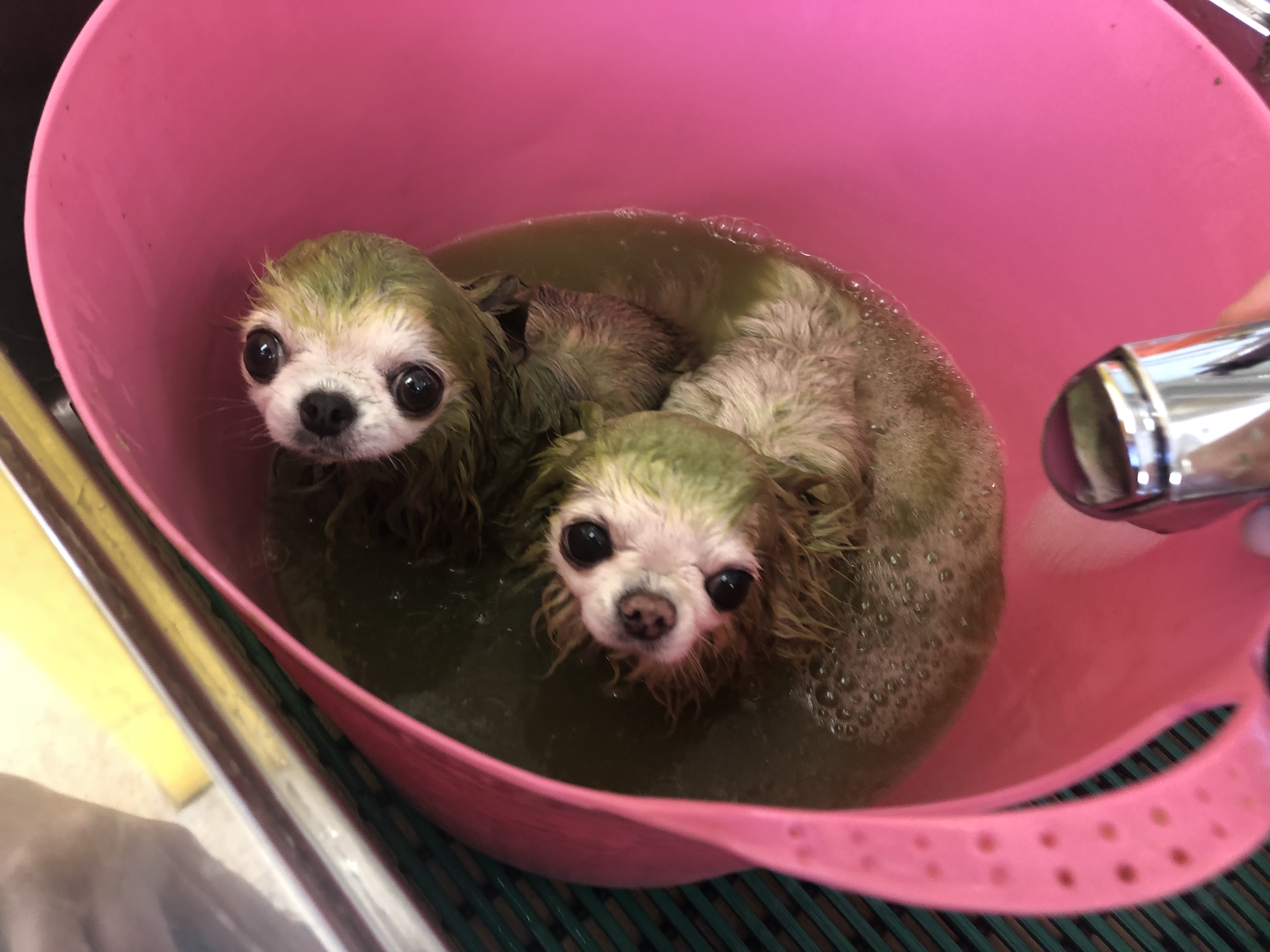 薬浴コース