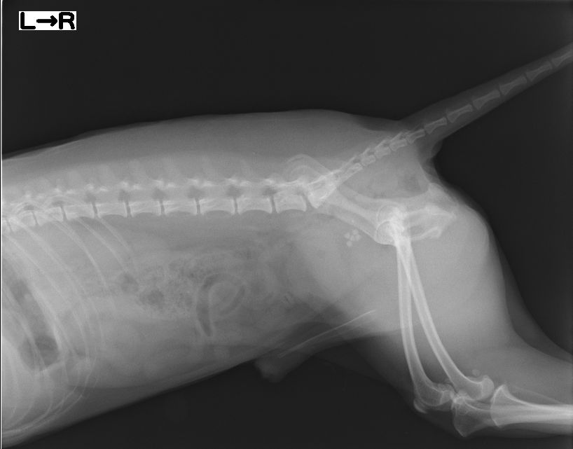 alt="犬の膀胱内に複数の結石が確認された術前のレントゲン画像"