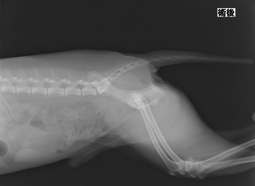 alt="膀胱切開術で結石を摘出した後の犬の術後レントゲン画像"